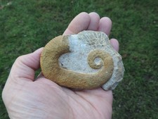 Heteromorpher Ammonit