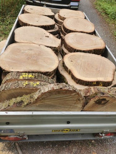 Baumscheibe xxl eiche 50 - xxl,