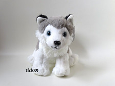 Galeria hund husky - hund,