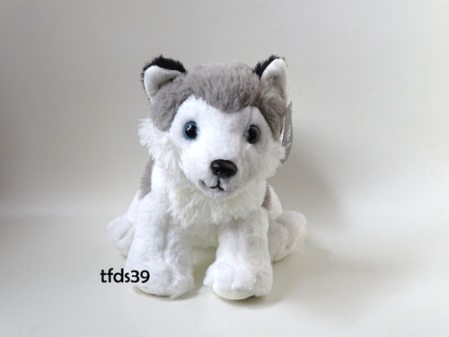 Galeria hund husky - galeria,