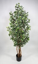 Ficus nitida 180cm grün - ficus, grün-weiß