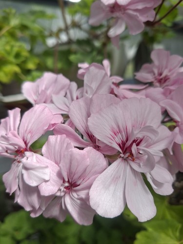 Pelargonie geranie lia - pelargonie,