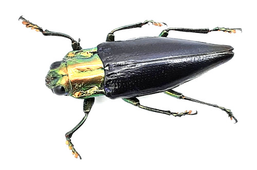 Buprestidae cyphogastra - buprestidae,,