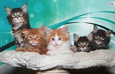 KATZEN - A3 Poster (42x28cm) -