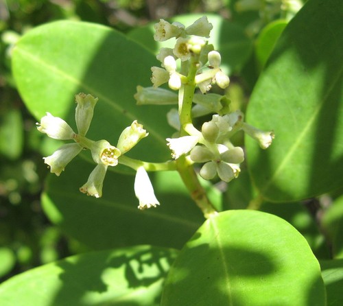 Weiße mangrove laguncularia - weiße, -laguncularia
