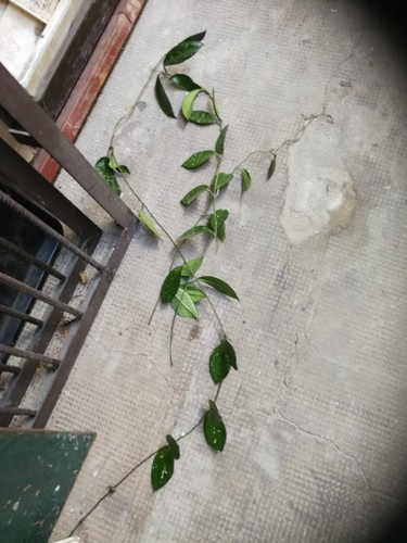 Hoya porzellanblume blüht - /,