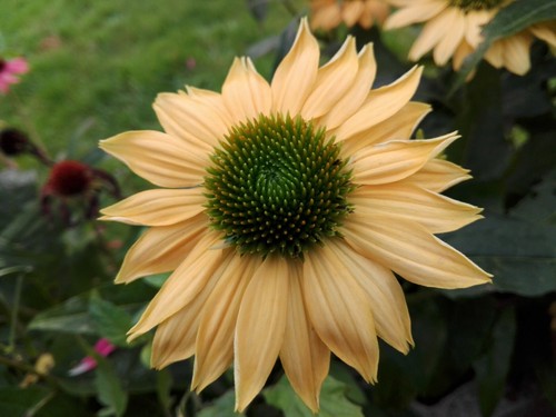 Sonnenhut gelb echinacea - *, *