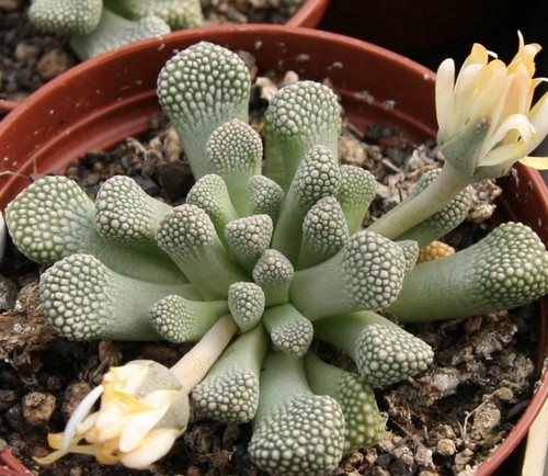 Titanopsis primosii samen - titanopsis,
