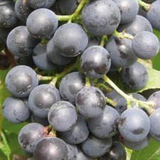 Weinrebe Muscat Bleu 2L -