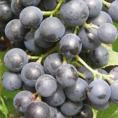 Weinrebe muscat bleu - muscat,