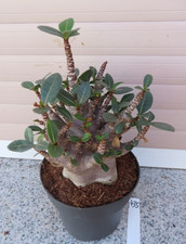 Adenium obesum Wüstenrose Caudex verzweigt Baobab Nr 435