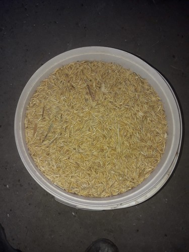 2kg hafer ganzes korn - ganzes, ab
