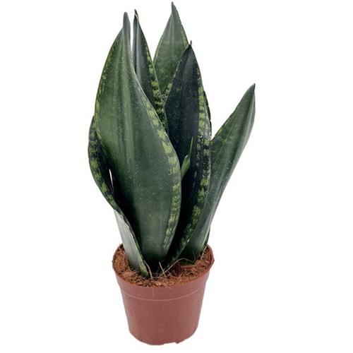 Sansevieria silver flame - flame',
