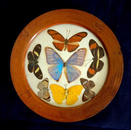 Vintage schmetterling - vintage, /