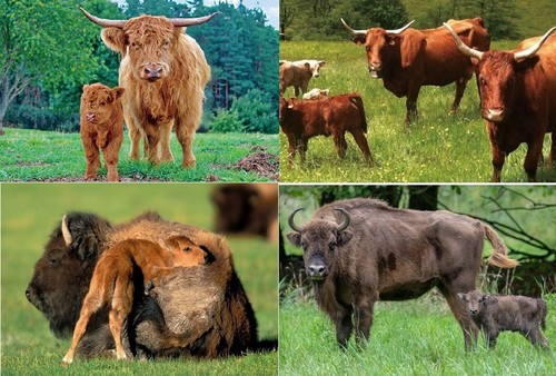 Ansichtskarte kuh bison - 3,