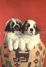 Hunde Bernhardiner Welpen