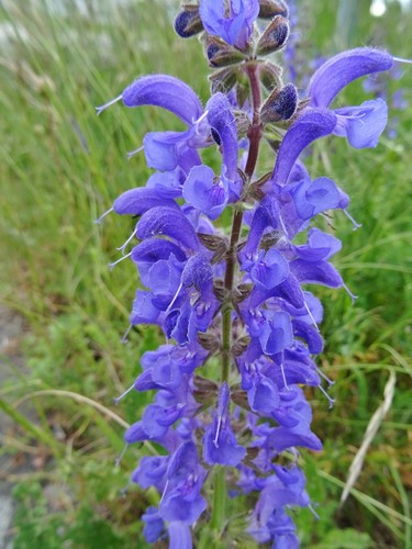 Salvia pratensis wiesen salbei - pratensis, wiesen-salbei