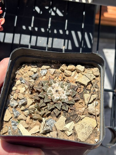 Ariocarpus kotsch hartzgezogen - ariocarpus,
