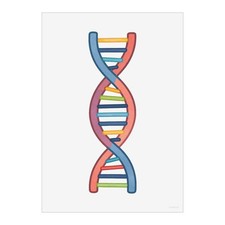 Dna double helix wandbilder - helix",