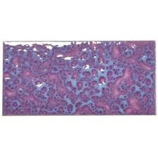 Ersatzfliese Wand Villeroy &