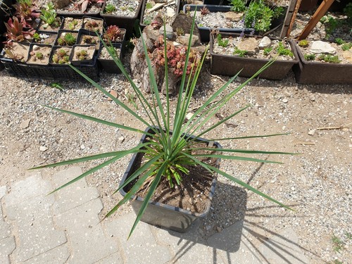 Mw3 2016 yucca tarantino - yucca, 'tarantino