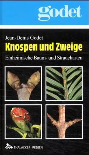 Knospen und zweige - knospen,