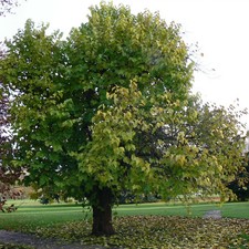 Morus nigra schwarzer Maulbeerbaum  Winterhart bis minus 20 Grad