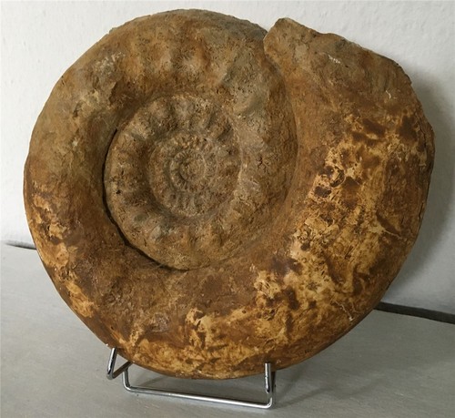 Echter xxl ammonit fossil - xxl,