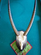 Afrika Trophäe Geweih Deko Wasserbock