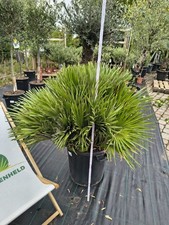 Chamaerops humilis Vulcano