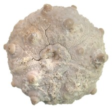 Malm  Pseudocidaris mammosa