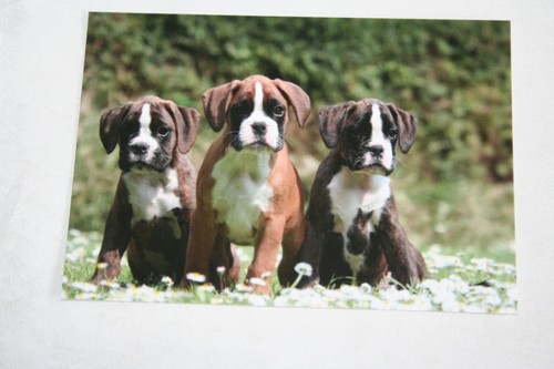 Hunde postkarte von - postkarte,