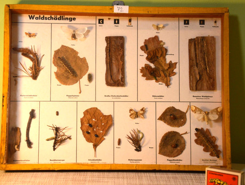 Waldschädlinge schulungs - waldschädlinge, schulungs-