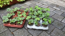 12 getopfte Jungpflanzen Erdbeere Mieze Schindler Bio Garten alte Sorte