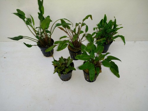 Töpfe cryptocoryne - 5,