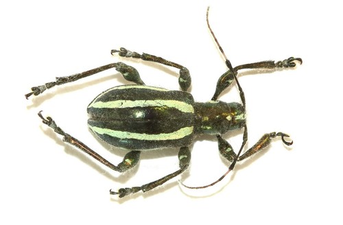 Coleoptera cerambycidae - coleoptera,,