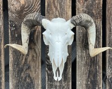 Schafhörner Widder Geweih auf