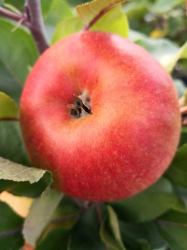 Säulenapfel rhapsodie - säulenapfel, ‘rhapsodie’