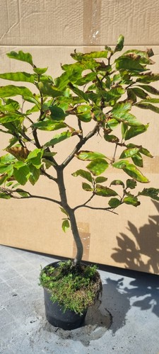 Bonsai buchenbaum fagus - buchenbaum, ,