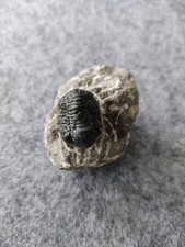 Trilobit Phacops Granulops
