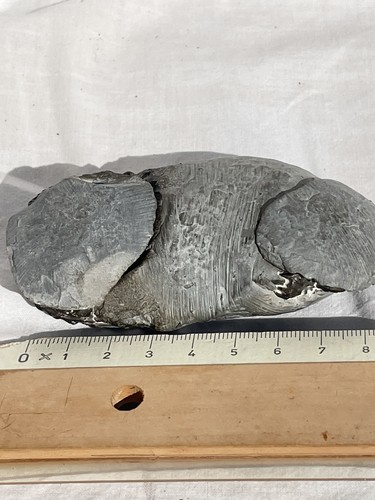 Fossiler ammonit aus ägypten - ammonit,