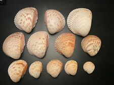 12 Muscheln * Muschelschalen * Sea Shell * von ca. 4 bis ca. 12 cm groß