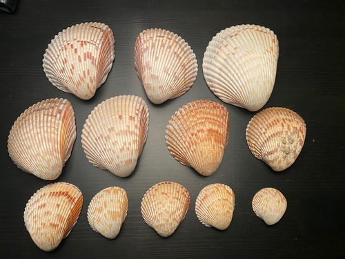 Muscheln muschelschalen - *, *