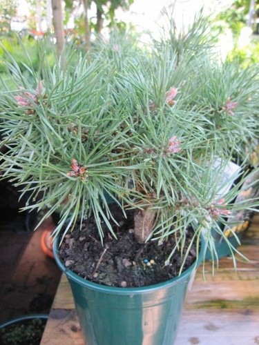 Pinus sylvestris bexel - bexel,