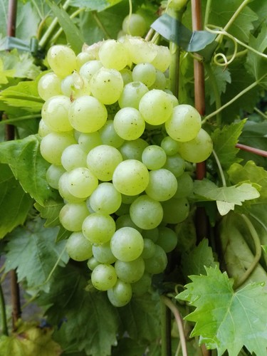 Weinrebe lakemont kernlos - lakemont,