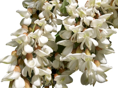Robinie robinia pseudoacacia - robinie, pseudoacacia-