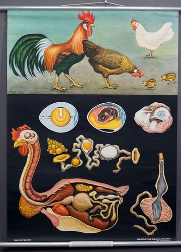 Schulwandkarte rollbild jung - schulwandkarte,