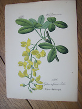 Antiquität Chromo-Lithographie ~1890 Flora Illustration Botanik Alpen-Goldregen