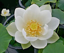 chinesische Mini Lotusblume Samen, weisse Blüten, Bowl Lotus, Nelumbo nucifera