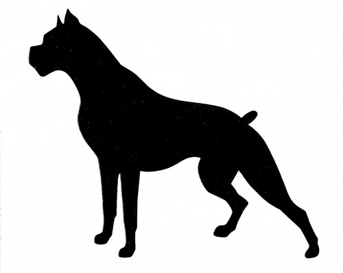 Boxer hund dog tierbild - dog,